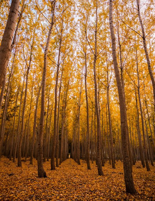 page-layout-gallery-3-rkkr6-2I4sg-unsplash